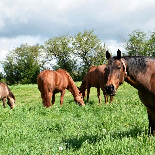 Pension pour chevaux à Saint-Christophe-en-Bourbonnais, Allier